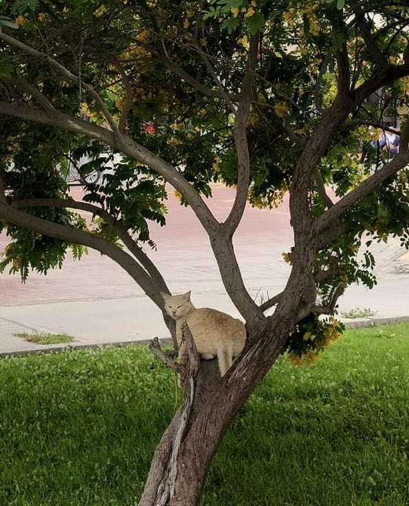 U can call me الباشمُهندسة tweet media