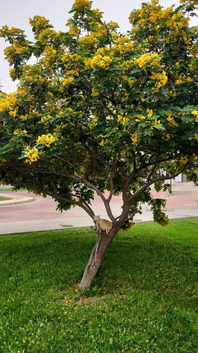 U can call me الباشمُهندسة tweet media