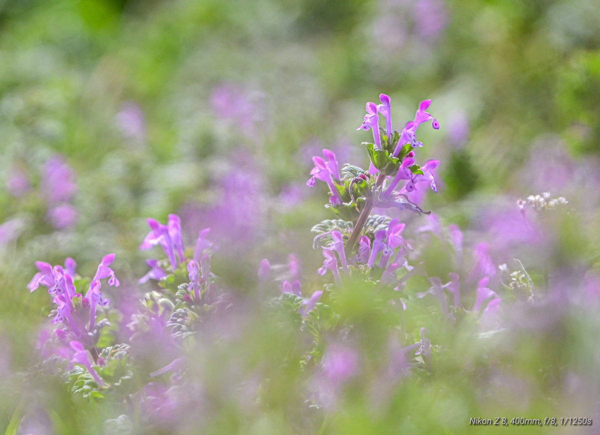 コウジ tweet media