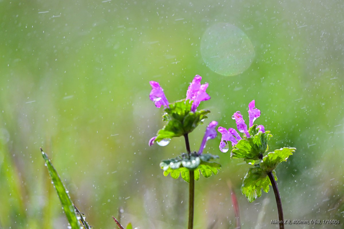 コウジ tweet media