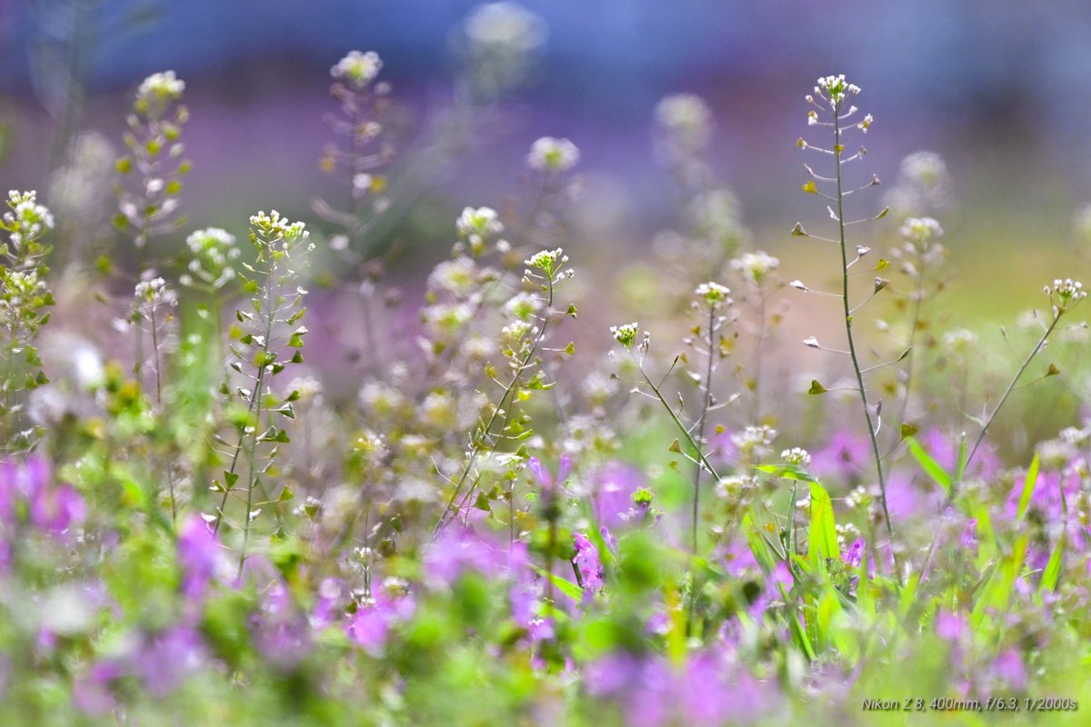 コウジ tweet media