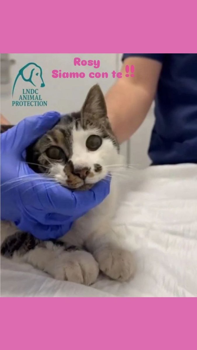 Lamú💋 tweet media