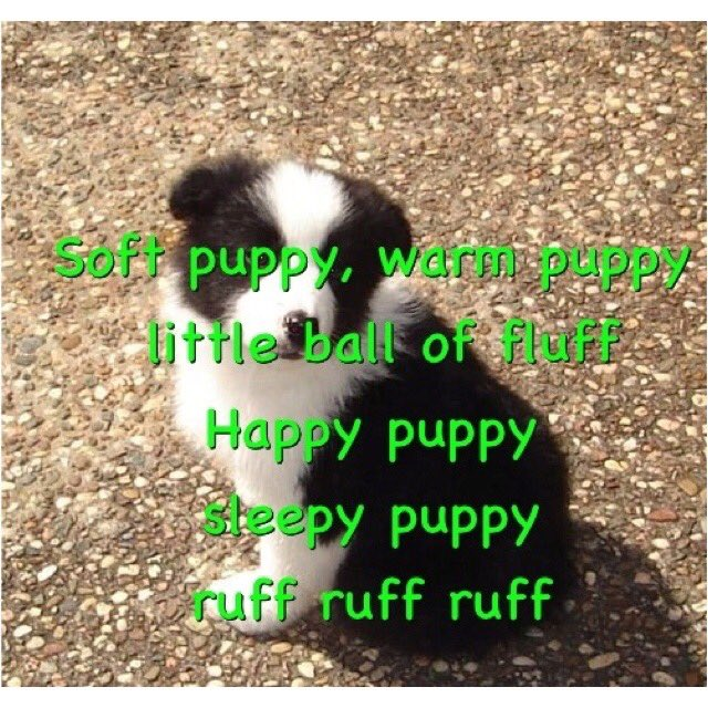 mutt tweet media
