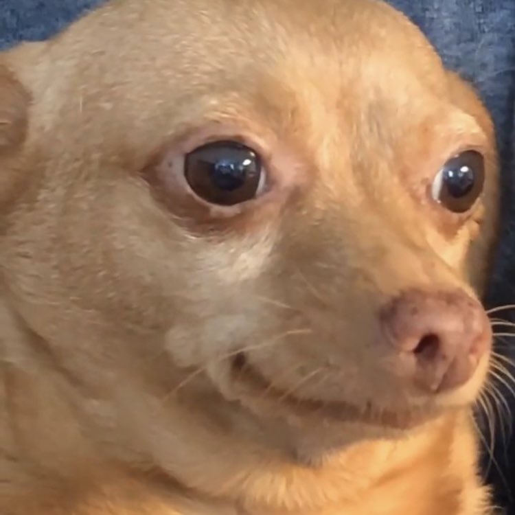 Arnalda Saccomani tweet media