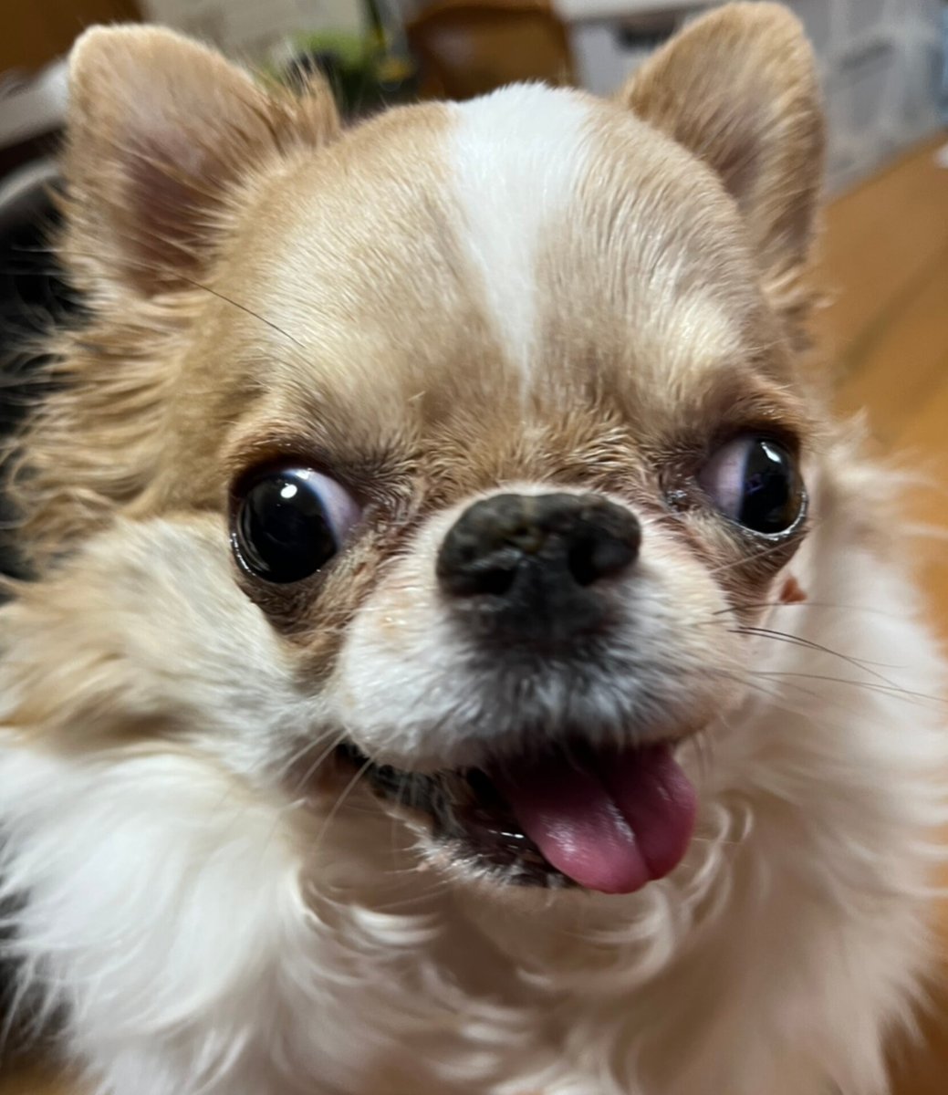 えちごやとちわわ tweet media