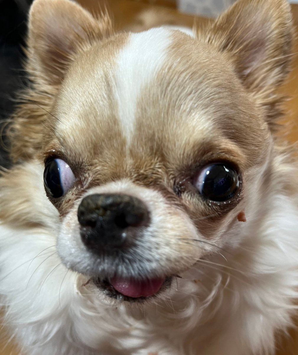 えちごやとちわわ tweet media