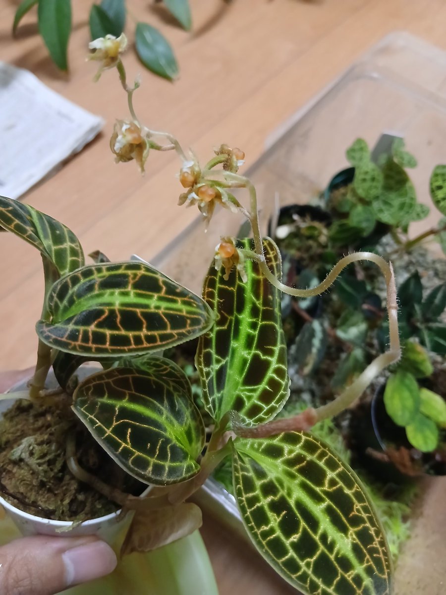ikuon_Pshashin's tweet photo. Macodes sanderiana
#Macodes #orchid https://t.co/YqZoPLrjcK