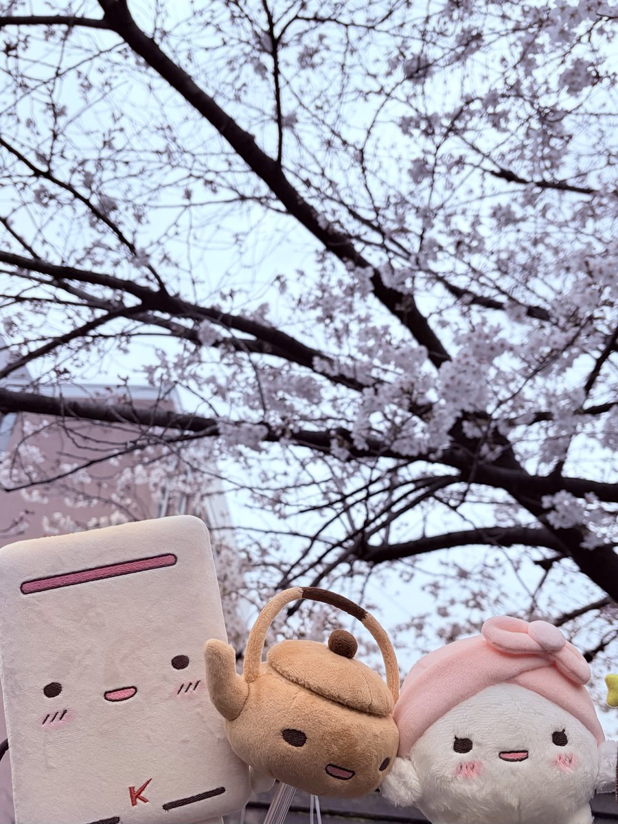 キンライサー【公式】 tweet media