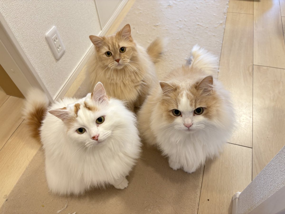 ぺんもからて😸三匹の猫を飼い始めました😽 tweet media