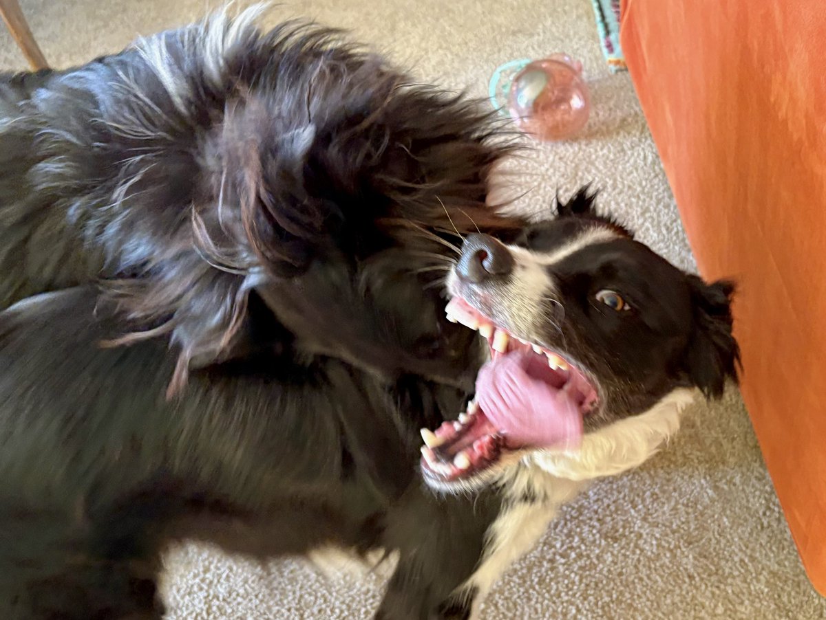 WilmaBenton19's tweet image. Bitey face! Best game ever! 
#dogsofx #dogsoftwitter #BFFs