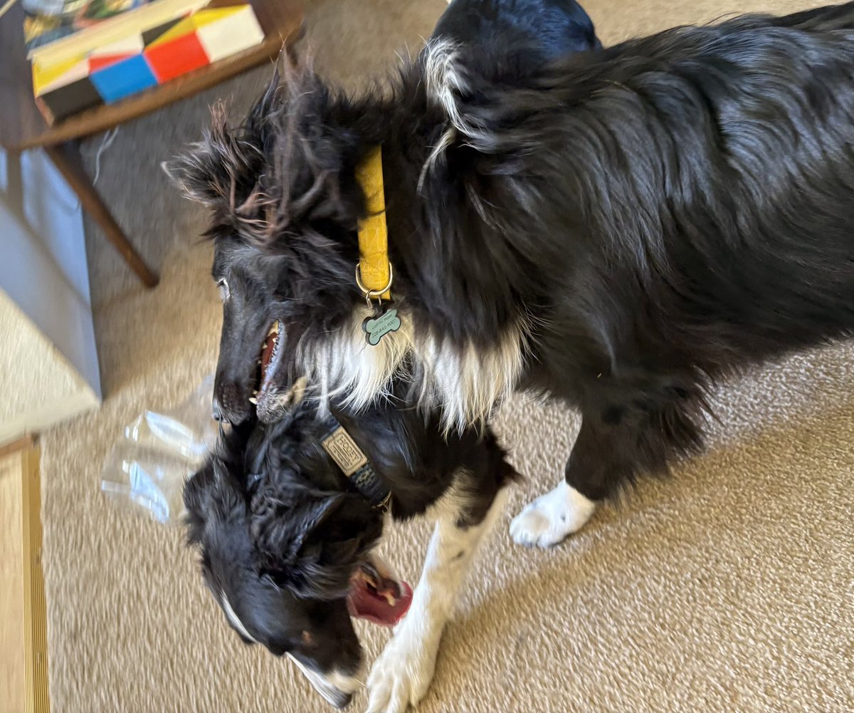 WilmaBenton19's tweet image. Bitey face! Best game ever! 
#dogsofx #dogsoftwitter #BFFs