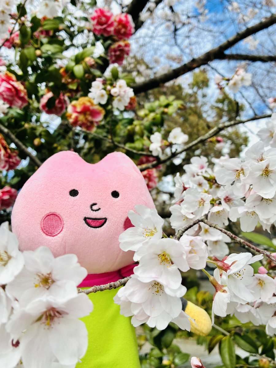 🌸さくらいふちゃん@イカリ消毒(株)🌸 tweet media