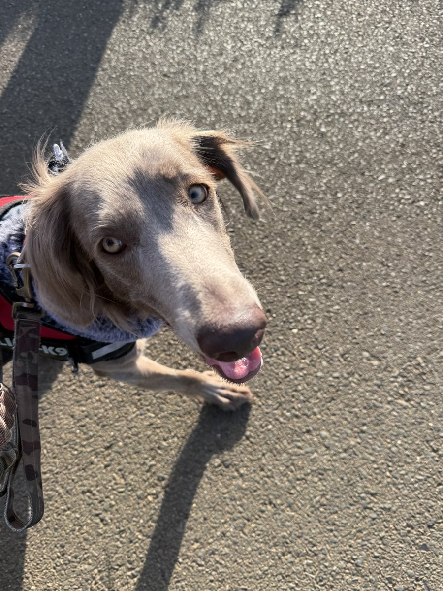 くえもん/Zaya tweet media