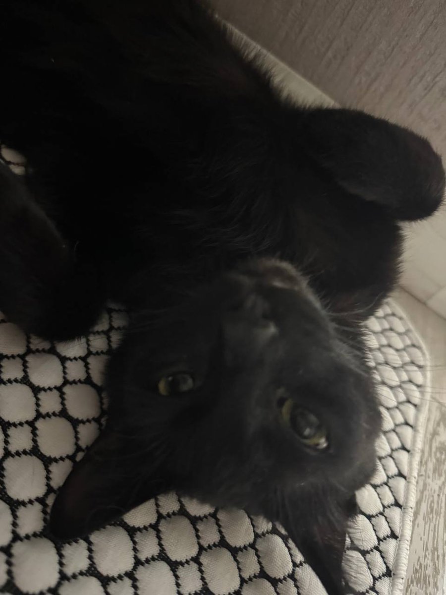 babosadesatadordelmal tweet media