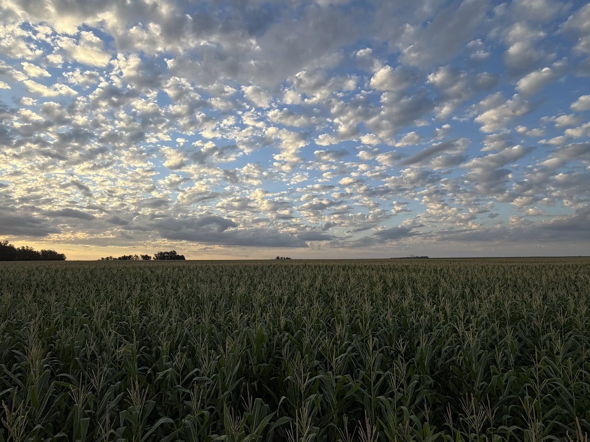 Bumper Crop tweet media