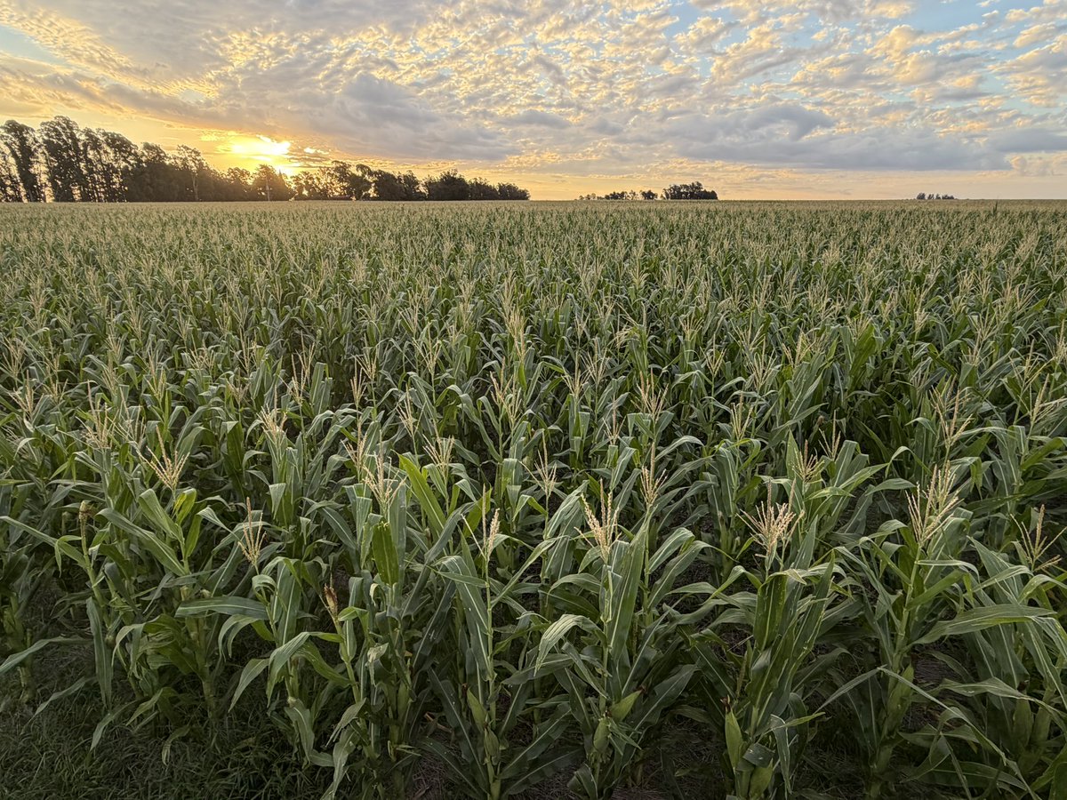 Bumper Crop tweet media