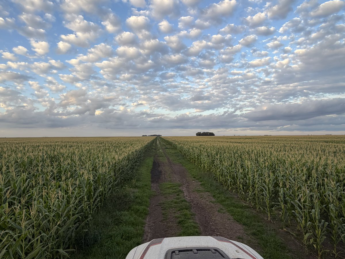 Bumper Crop tweet media