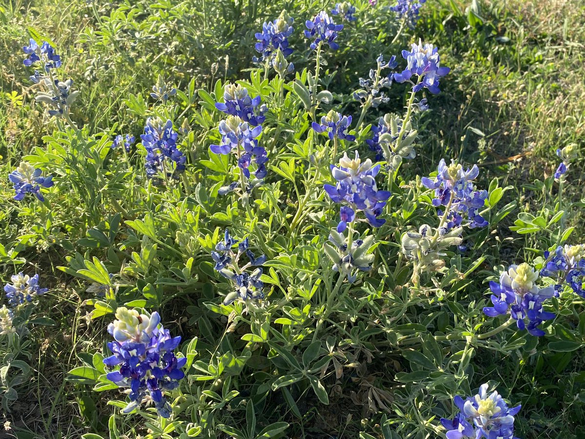 DiamondWerewolf💎🐺🔞 Comms FULL 7/7 tweet media