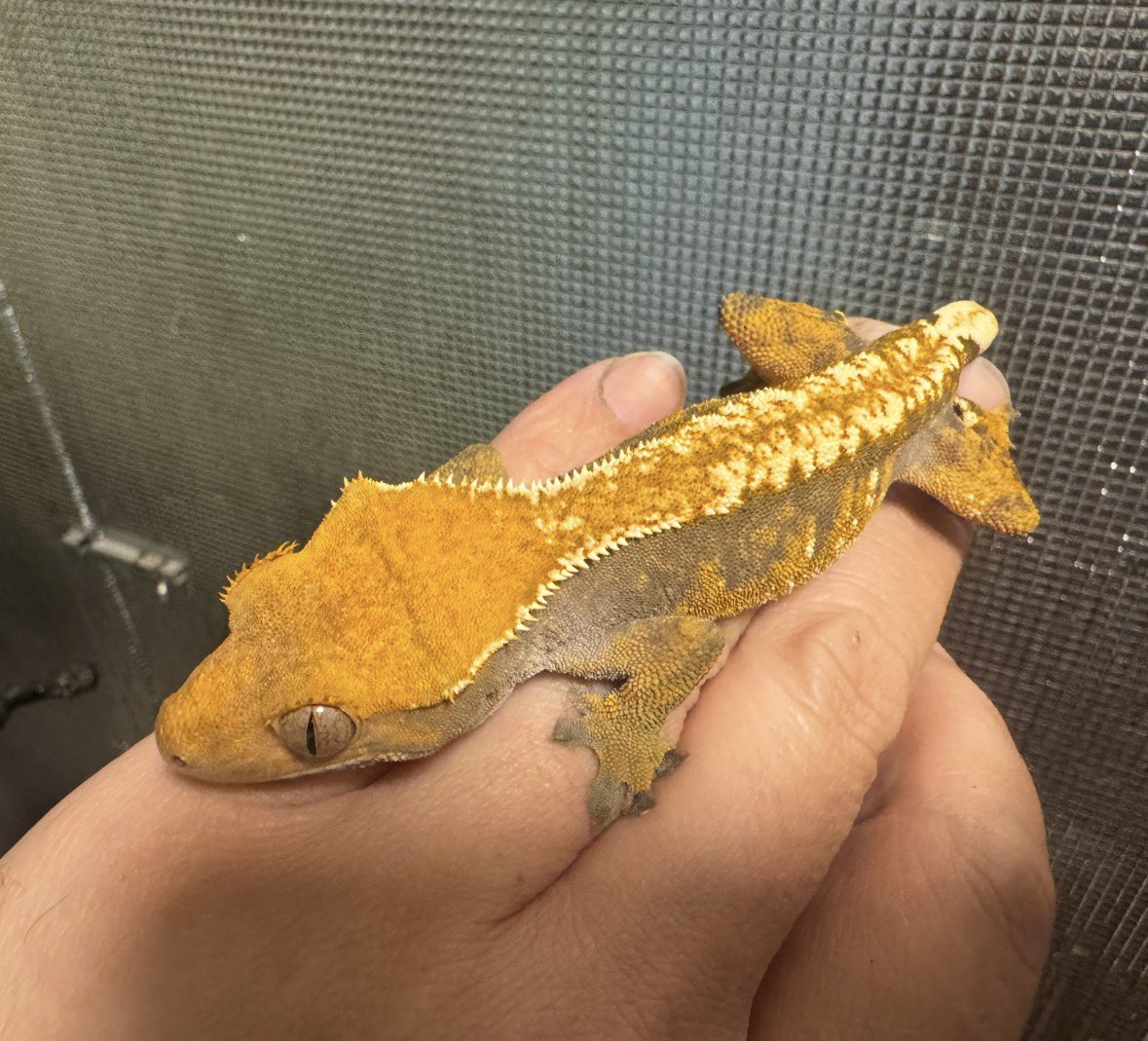 ダッツ@C collection tweet media