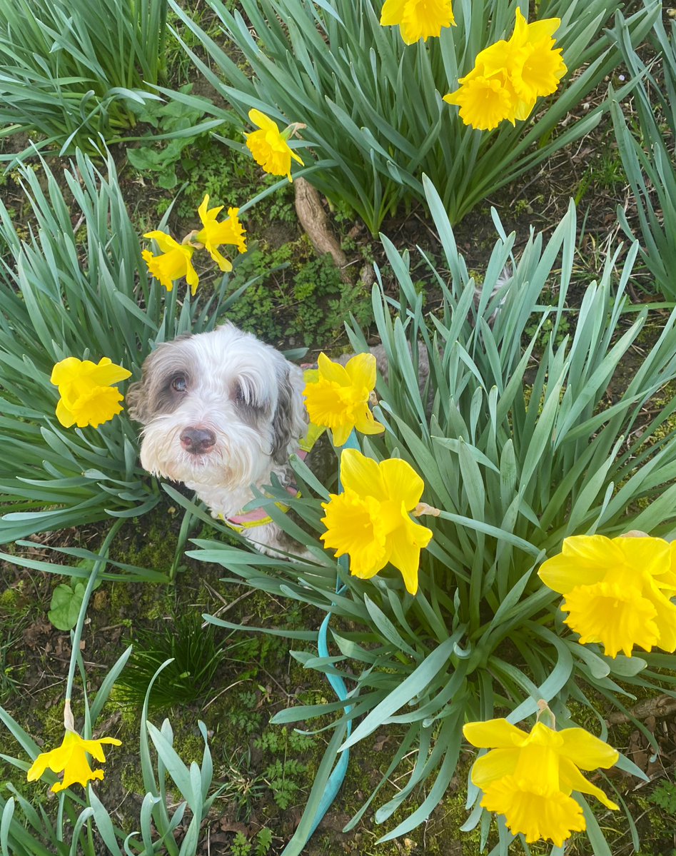 BeMoreBob tweet media