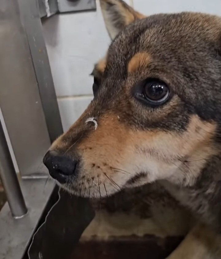 ただの猫ゃで tweet media