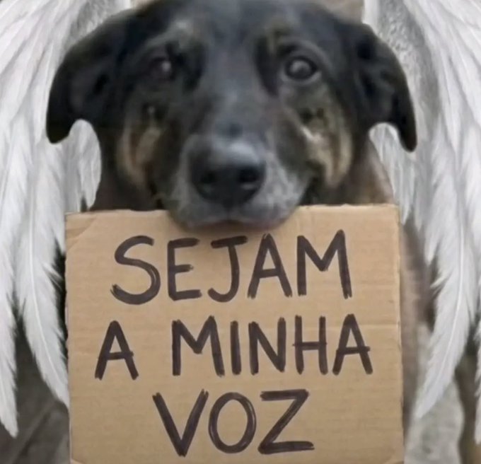 EU AMO OS ANIMAIS ♥️🐕 tweet media