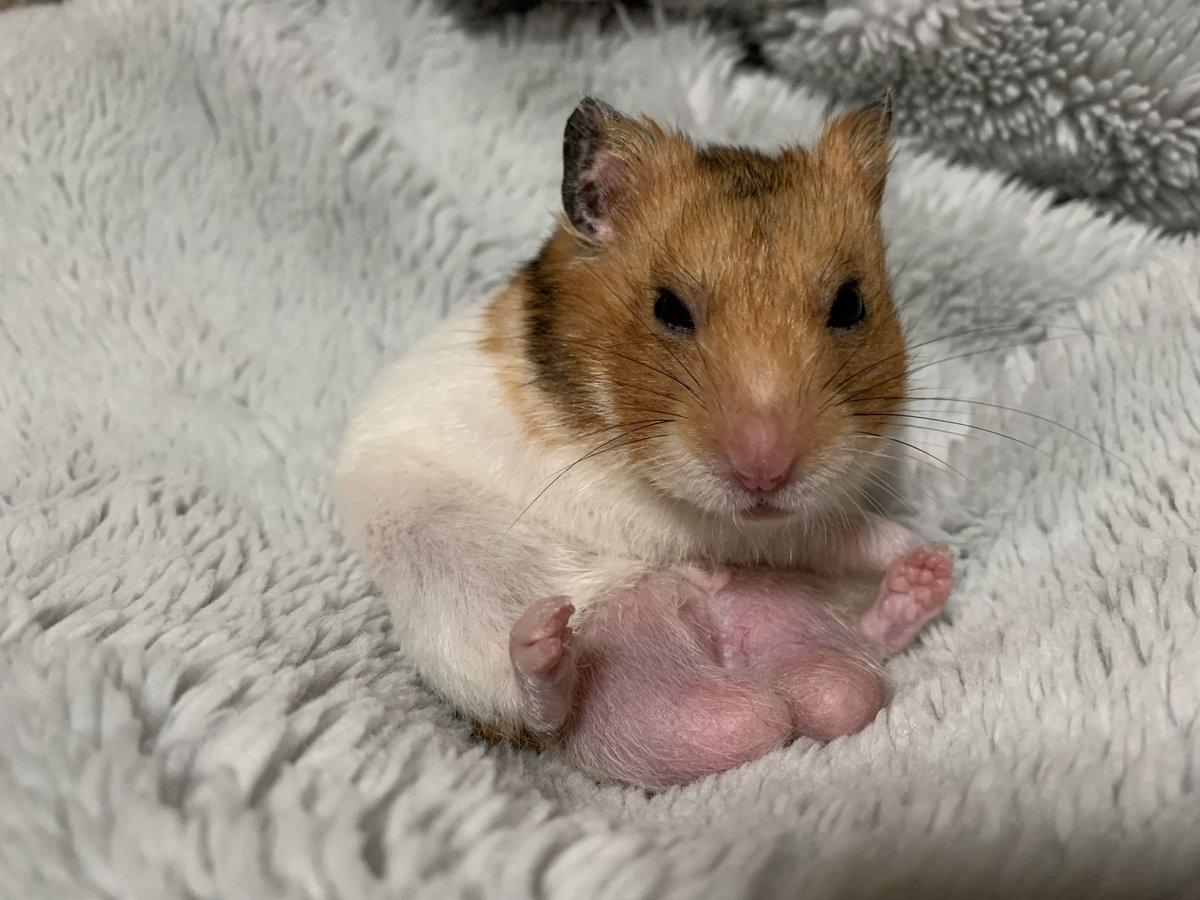 rika@某ソシャゲの騎空団 元 団長 tweet media