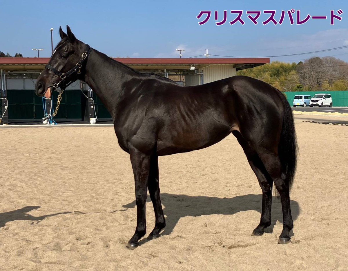 加藤士津八厩舎 tweet media