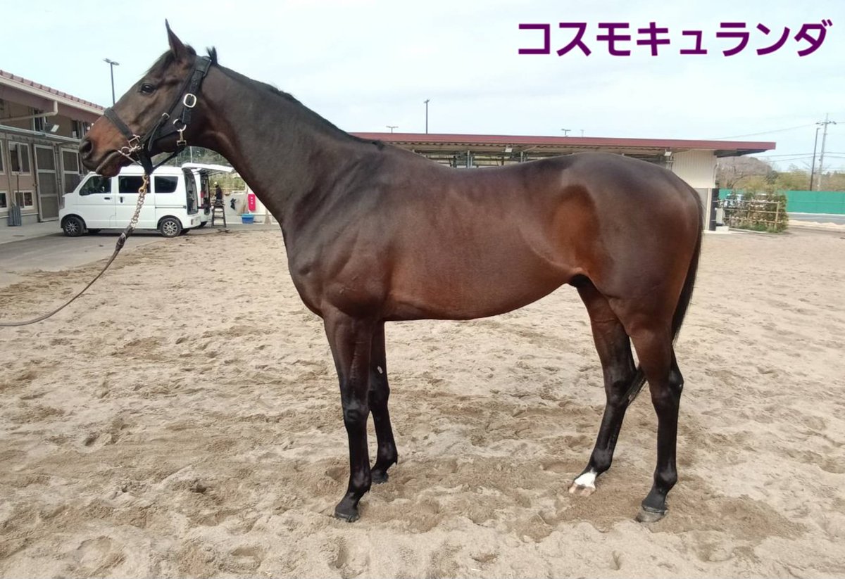 加藤士津八厩舎 tweet media