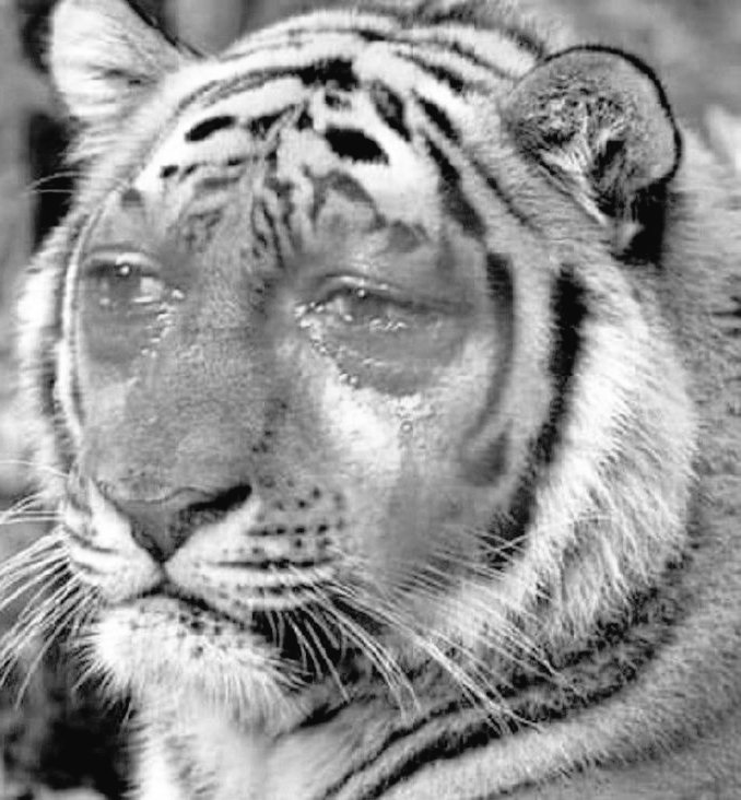 Semaro Escobar tweet media