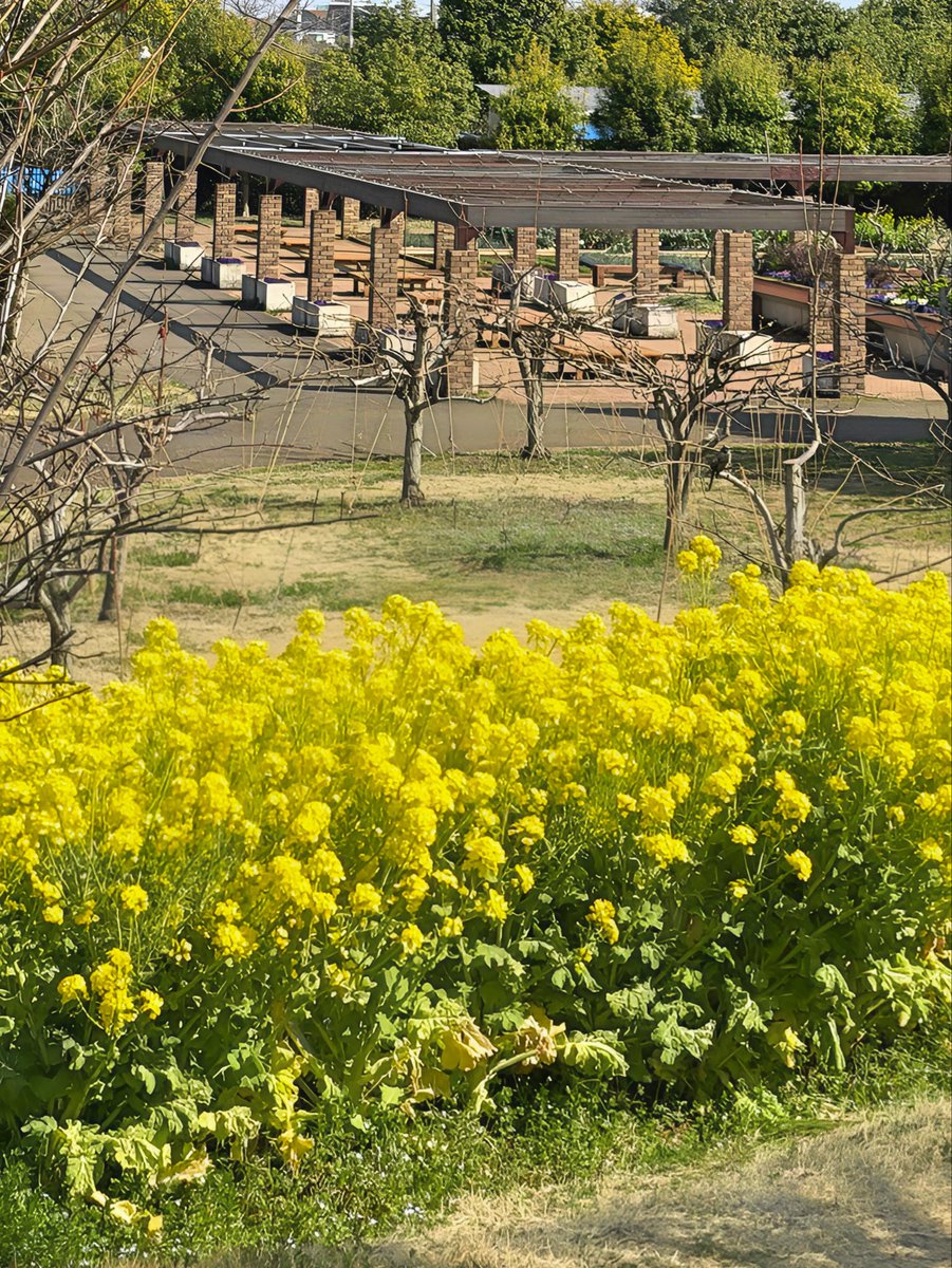 小林 広美@平塚漢方堂（水曜日・日曜日はお休みします。） tweet media
