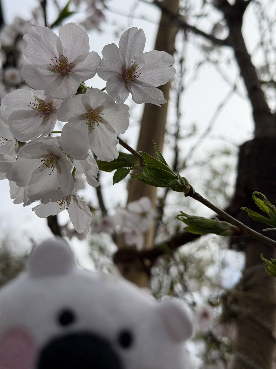 丸永製菓【公式】🐻‍❄️🍧 tweet media