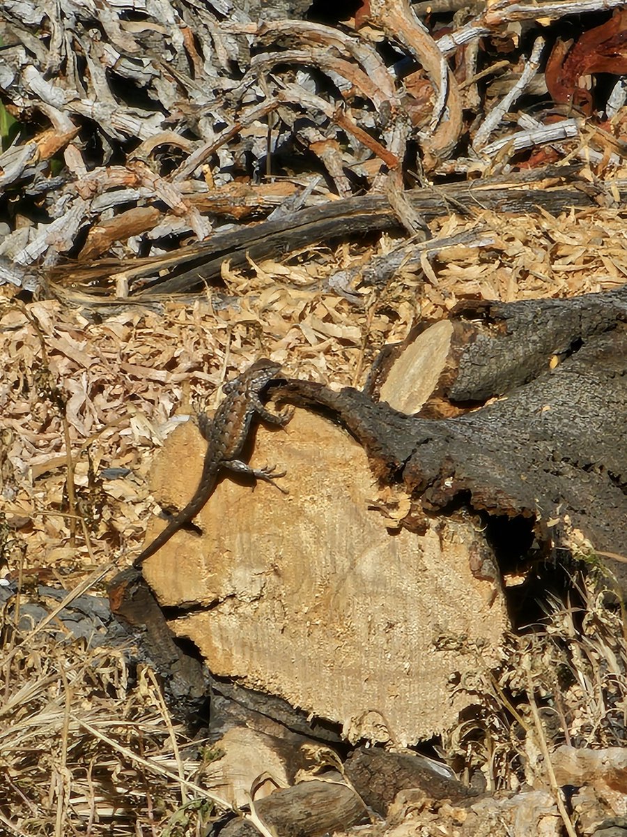 VisorGamer tweet media