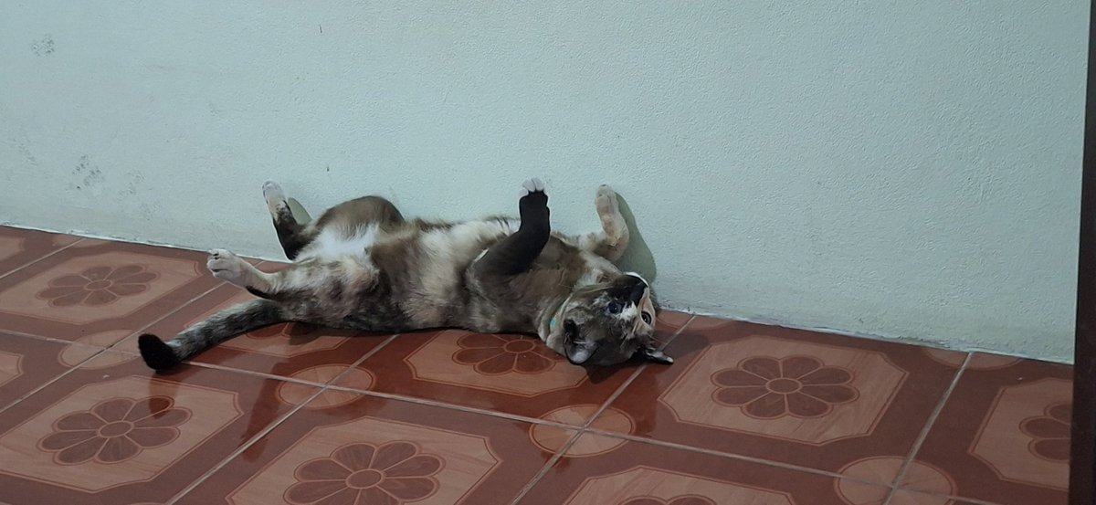 🕊I just want a man who truly loves me.🩶 tweet media