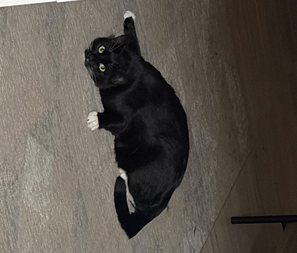 Санта tweet media