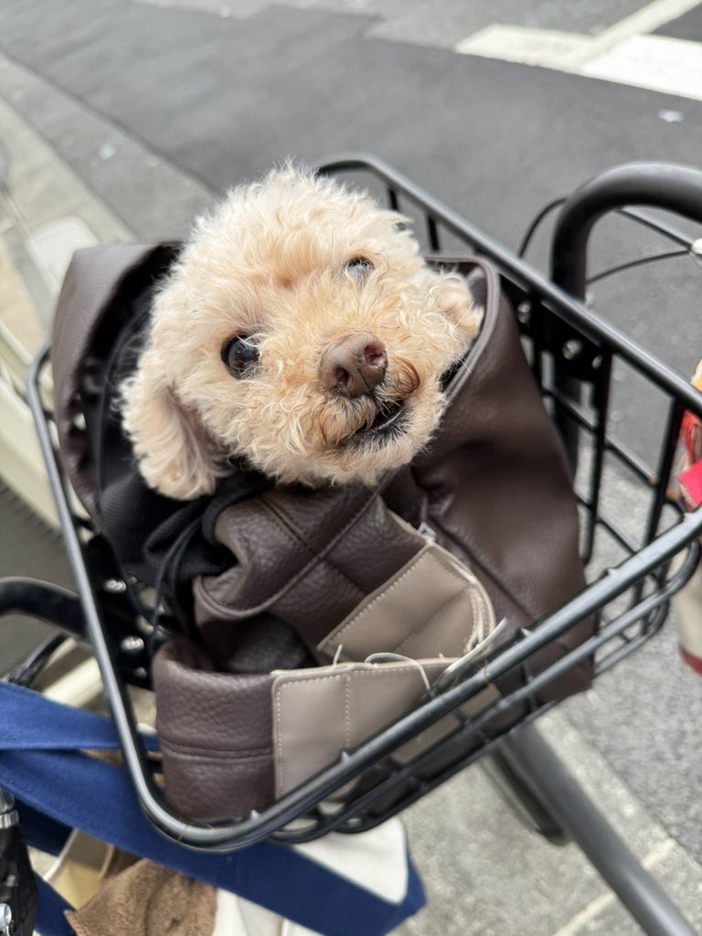 ティラ、おかげさまで下痢止まりました
いい💩もでました！
そして原因はこれ
常在菌だからおさまれば心配なく、フラジールを飲み切って様子見とのことでした
ご飯も少しずつから始めて、今朝は1/3完食！

ご心配いただいてありがとうございました🙏🏻🥹

20263/26

#秘密結社老犬倶楽部
#芽胞菌