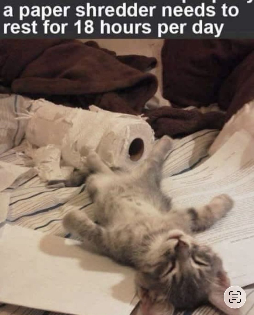 dcd728's tweet image. When your #kitty #papershredder loses its power need to #recharge for most of the #day and #night