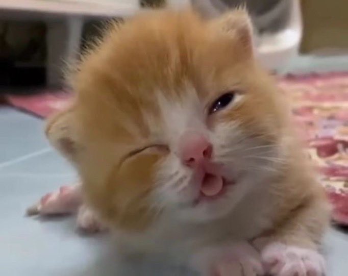 mowi (-4/?) tweet media