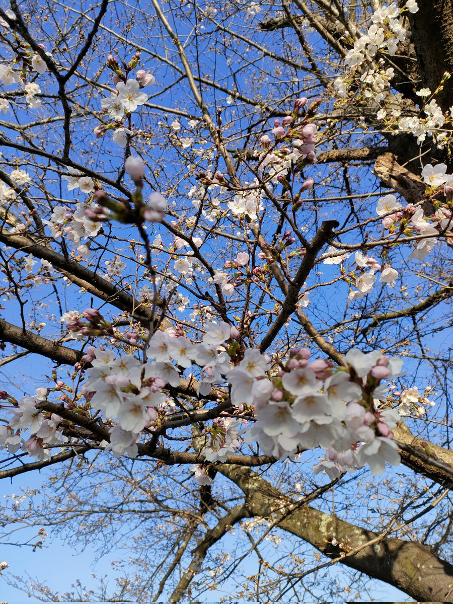 walescake's tweet photo. おはようございます。

今朝はモーニングアタックに遭いながらも桜を愛でるために朝から近所を散策🌸何十年も同じところに住んでるので飽き飽きしてる道だけど、この時期だけは同じ道も何度も歩ける桜マジック💦そして、今日はアメリカも日本もプロ野球開幕と楽しみ満載⚾️

皆様にとっての佳き1日を✨ https://t.co/DCoEduu6Y0