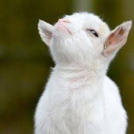 Freyaaddict🦋🤺 tweet media