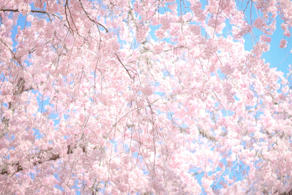 今日は『さくらの日』だそうです🌸
まだ近所の桜は
つぼみ状態ですが…

いつかの原谷苑（京都）

#さくらの日