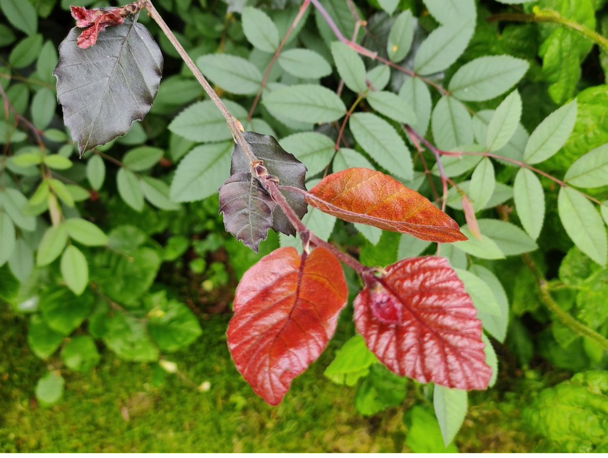 Real Carl Ott 🌳(alot is NOT aword) tweet media