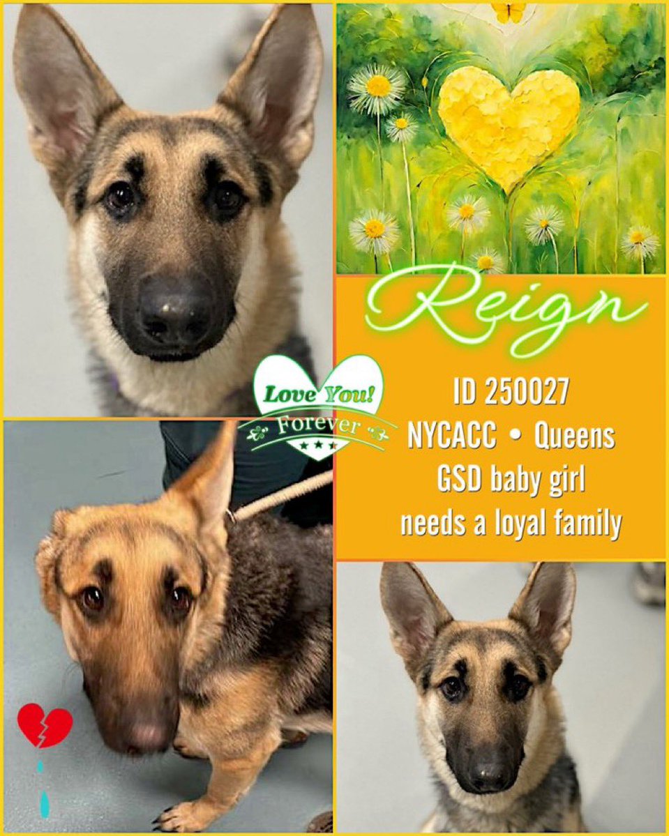 Moishe's Mom tweet media