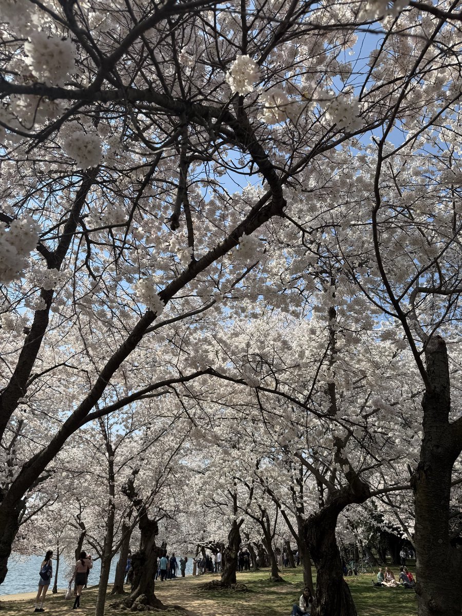 ScottSagala's tweet photo. after DC’s most brutal winter since the 90’s, this feels earned https://t.co/TkJpOE5IAl