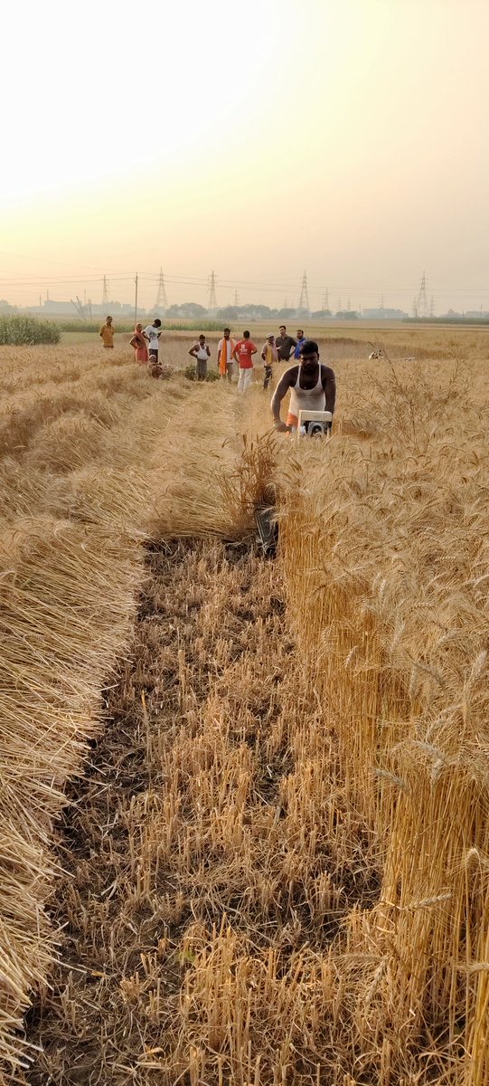 ajitkrbgp's tweet photo. 🌾🚜 Ogri (Kahalgaon) में Stepupify MUFT का असर!
Battery operated Reaper Attachment से गेहूं की कटाई अब आसान, तेज और बिना नुकसान 🌱

✅ No entanglement
✅ Root-level clean cutting
✅ Perfect for small farms

🤝 Rural entrepreneur द्वारा rental service शुरू https://t.co/BDTj6YvTjN