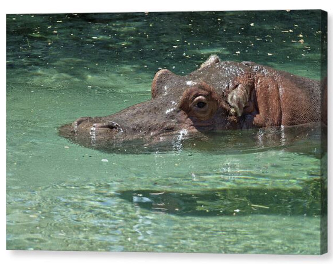 shonna99784's tweet image. Hippo Relaxing in Crystal Clear Water - Canvas Print shonnahawkinsphotography.com/featured/hippo…

#Hippo #Relaxing #Crystal #Clear #Water #Hippopotamus #CanvasPrint #BuyIntoArt #FineArt #HomeDecor #ShonnaHawkins