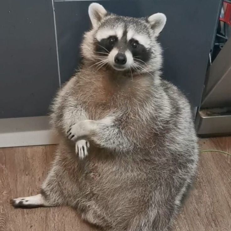 Thrashes 🇮🇸 tweet media