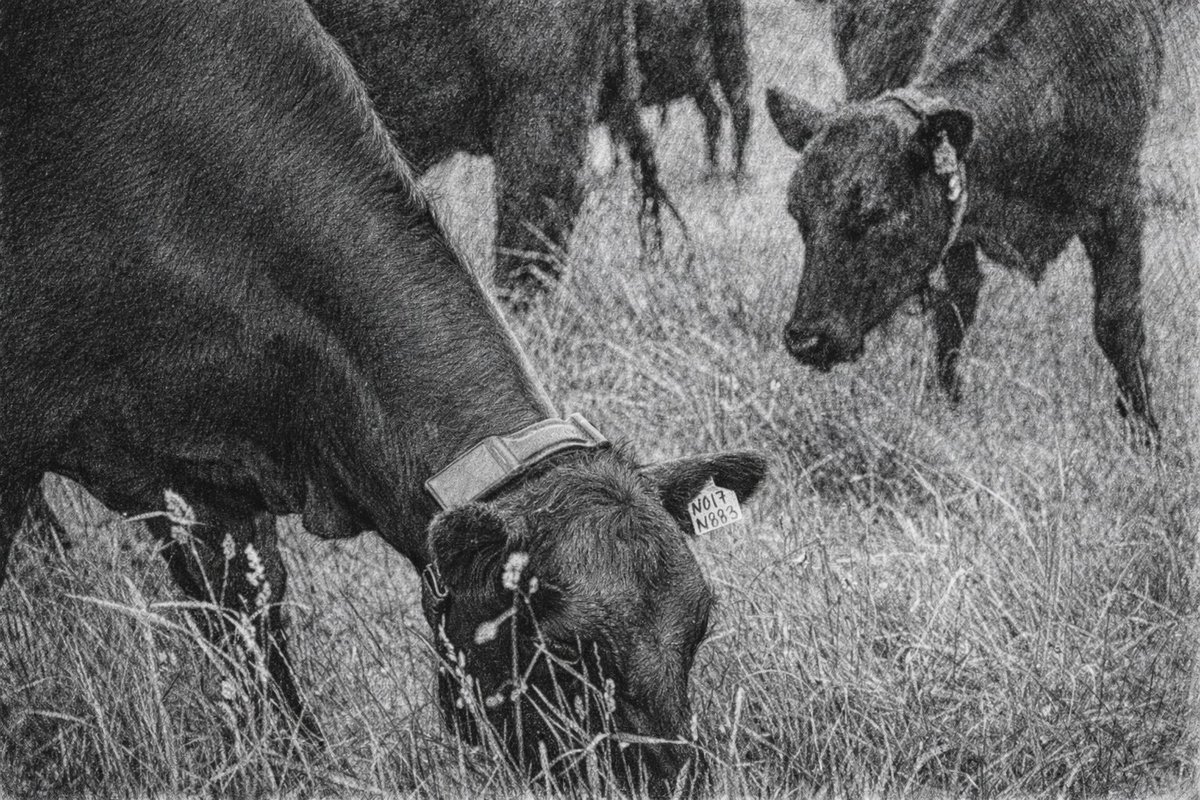 Jumanne Mtambalike tweet media