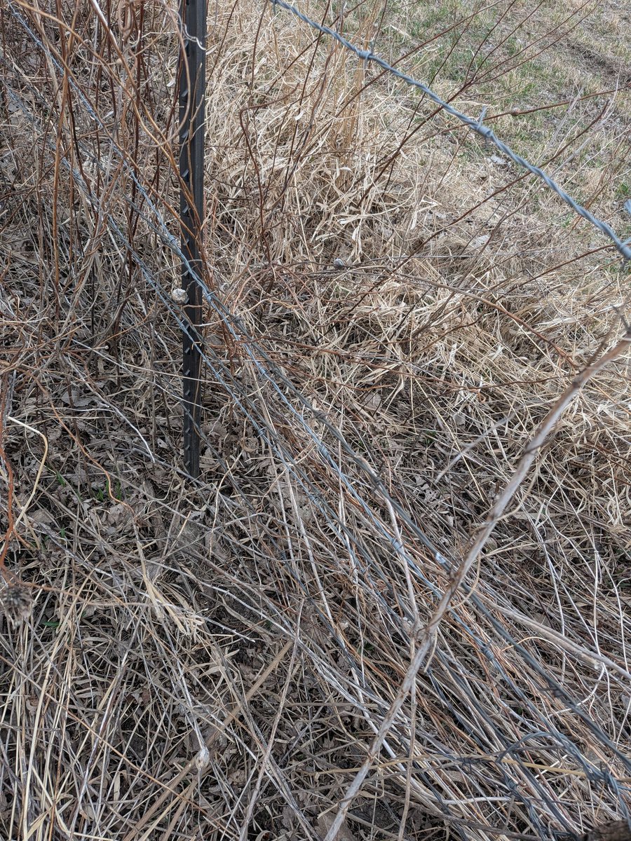 Mr. Taylor tweet media