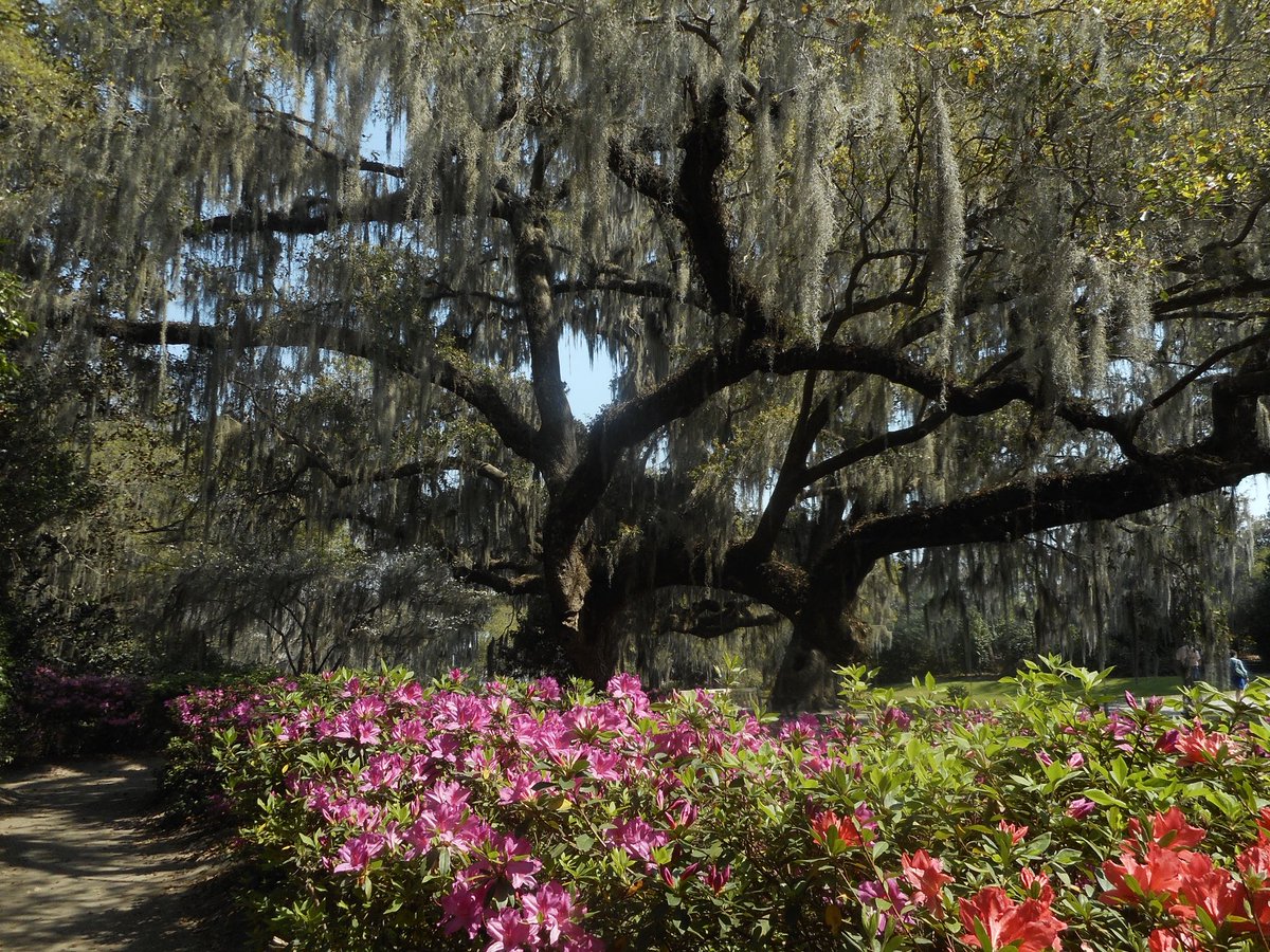 Serena Black tweet media